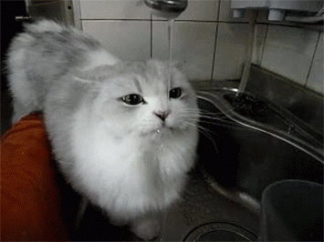 b97fc3c2f08c44d949805c3ad7c73b37.gif