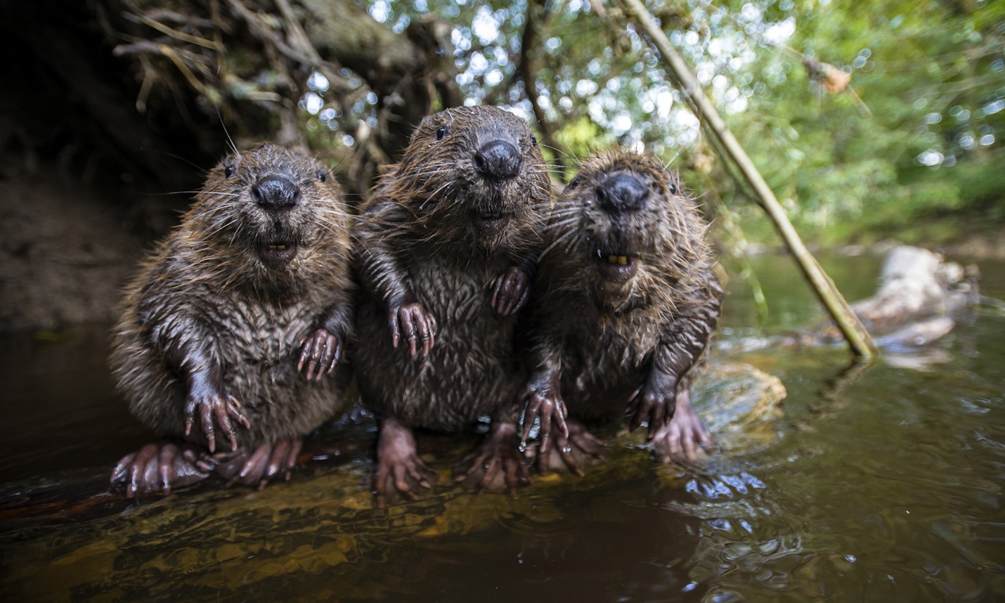 3 beavers chilling by the water