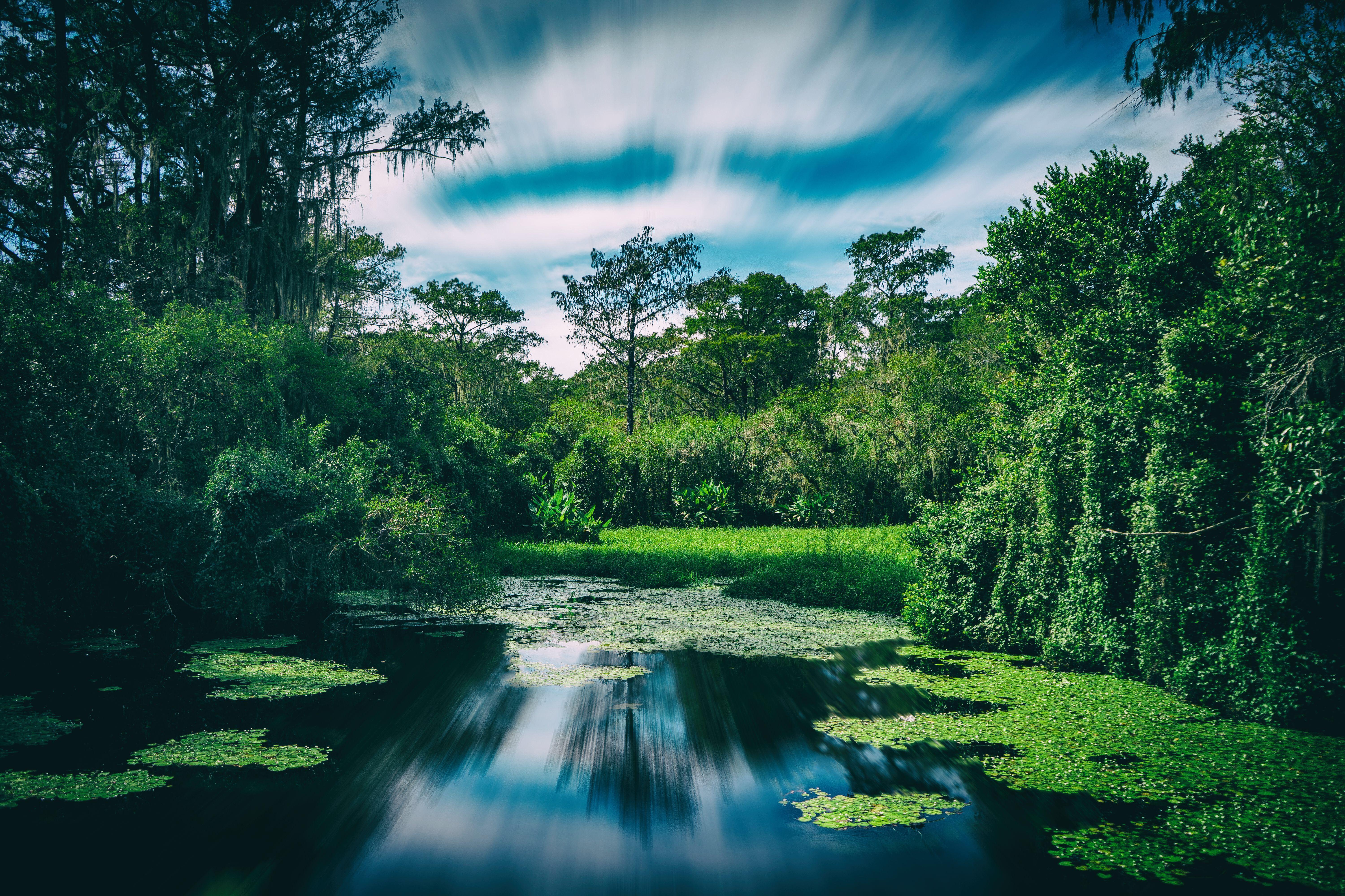 florida, near the everglades