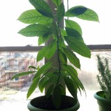 58953517200c00440ca740ee0c90160b