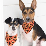 275c9ffdf31aed5567d4d75f182a39b7